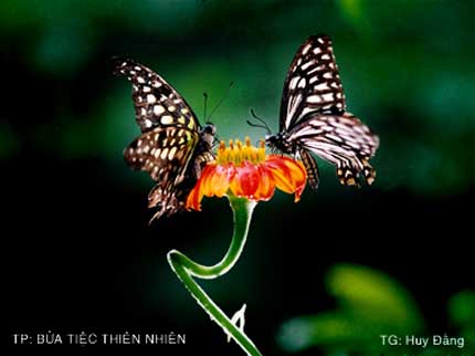 1182050011335025 file[1]