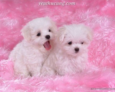 122925lwhite baby dog 824481[2]